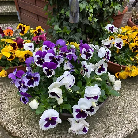 Apartment Marmulla *