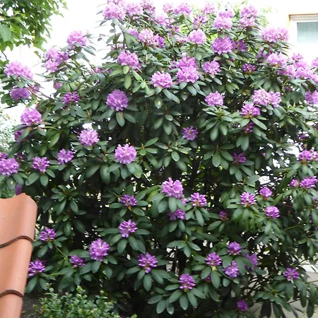 Marmulla Appartement Soltau